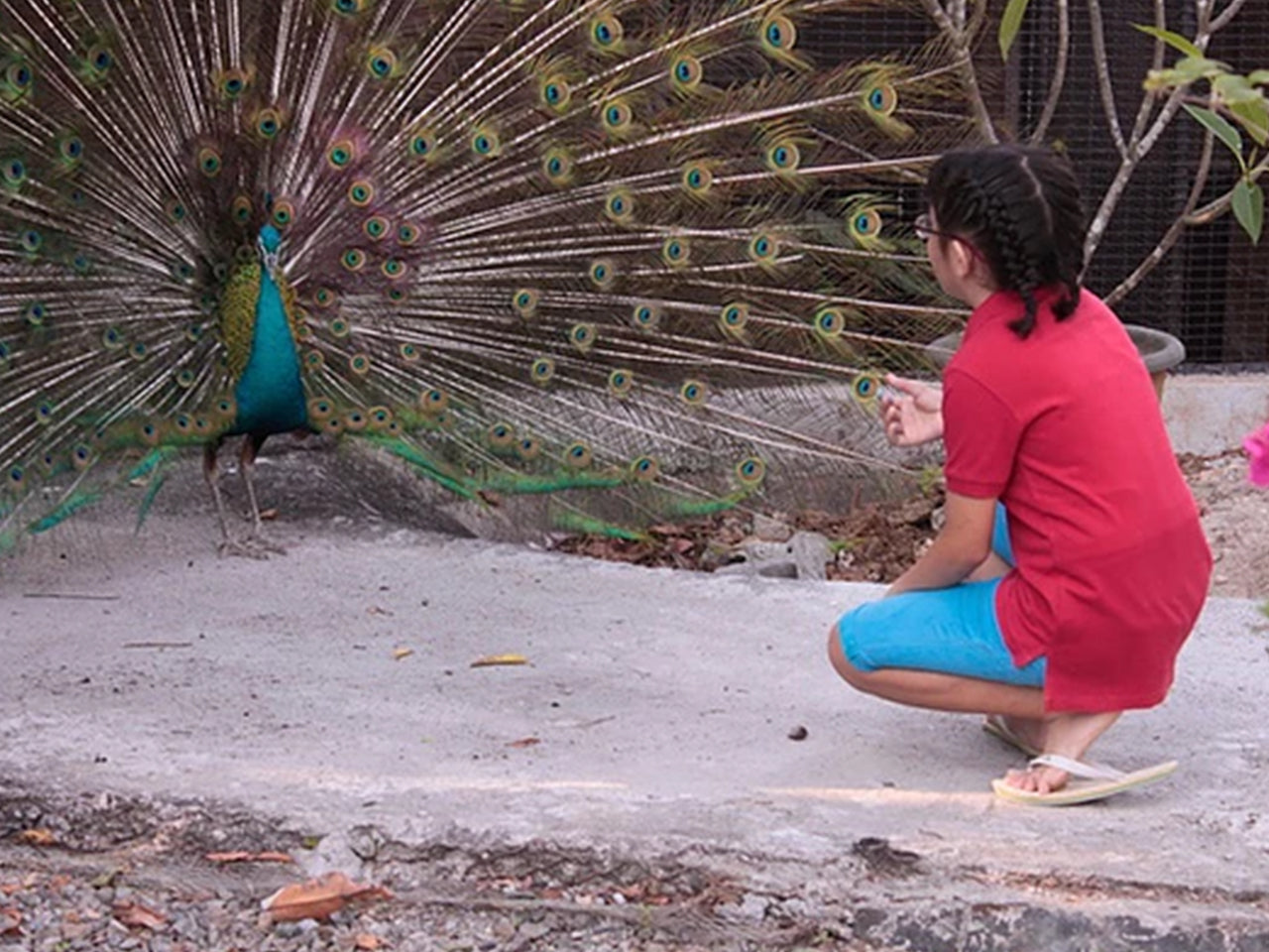 Jest Camp Tour at Magaul Bird Park (Subic Bay, SBFZ, Olongapo City)