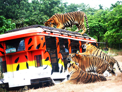 Zoobic Safari, Day Tour Access (Subic Bay, SBFZ, Olongapo City)