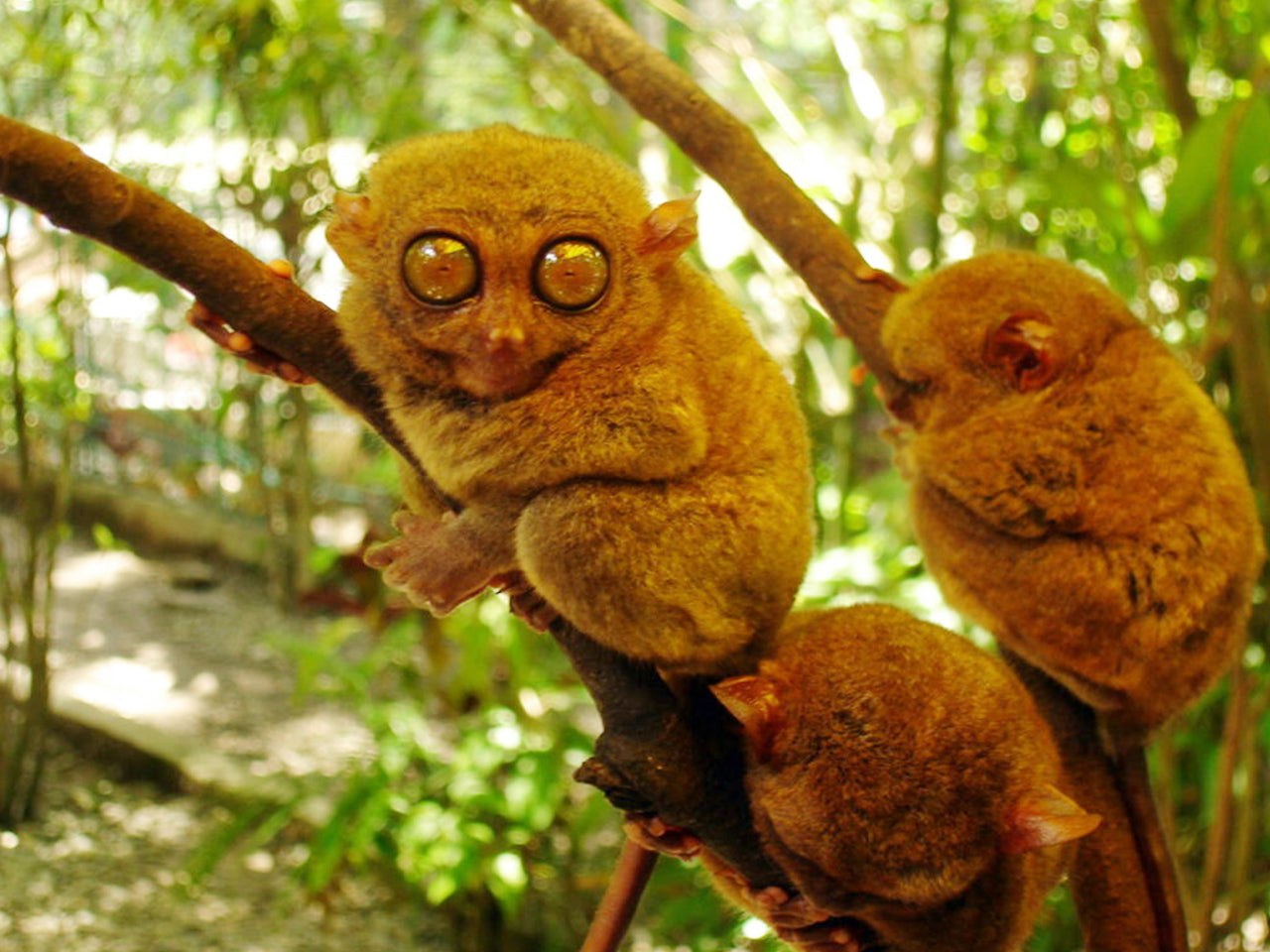 Zoocolate Thrills, Day Tour Access (Loboc, Bohol)
