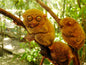 Zoocolate Thrills, Day Tour Access (Loboc, Bohol)