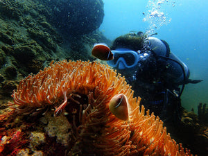 Hop On and Dive in Anilao, Batangas with Tanlines PH (Anilao, Batangas)