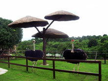 Load image into Gallery viewer, Zoocobia Fun Zoo, Day Tour Access (Clark, Pampanga)