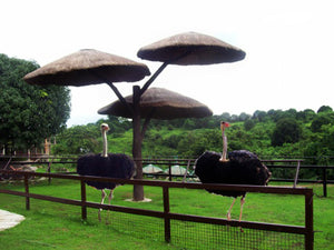 Zoocobia Fun Zoo, Day Tour Access (Clark, Pampanga)