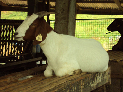 Paradizoo, Day Tour Access (Mendez, Cavite)