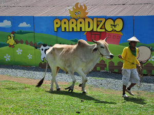 Paradizoo, Day Tour Access (Mendez, Cavite)